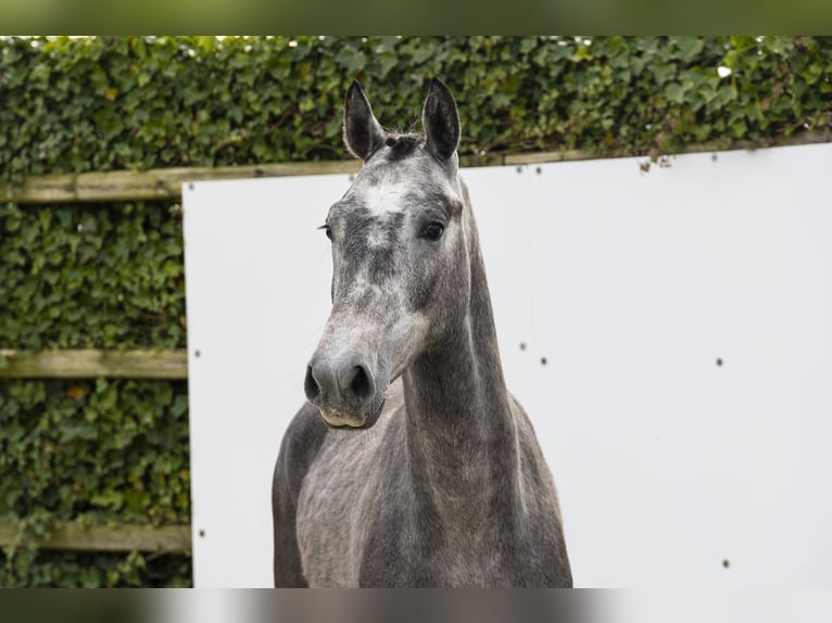 BWP (cheval de sang belge) Étalon 2 Ans 147 cm  in Waddinxveen
