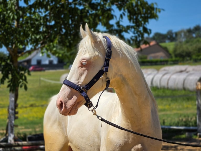 BWP (cheval de sang belge) Étalon 2 Ans 151 cm Cremello in Visz