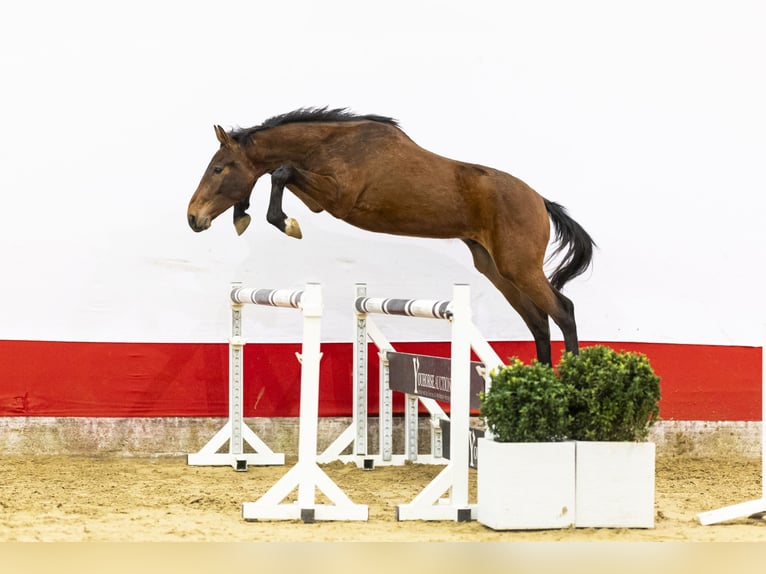 BWP (cheval de sang belge) Étalon 2 Ans 153 cm  in Waddinxveen