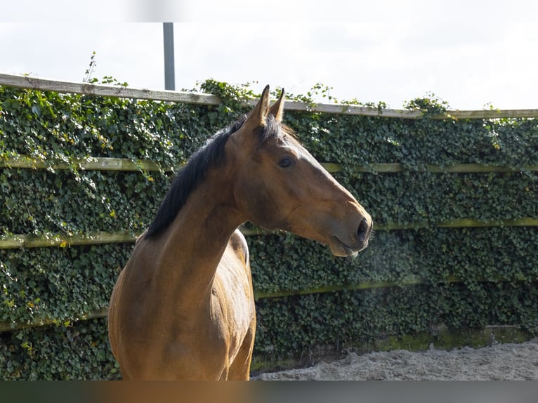 BWP (cheval de sang belge) Étalon 2 Ans 154 cm Bai brun in Waddinxveen