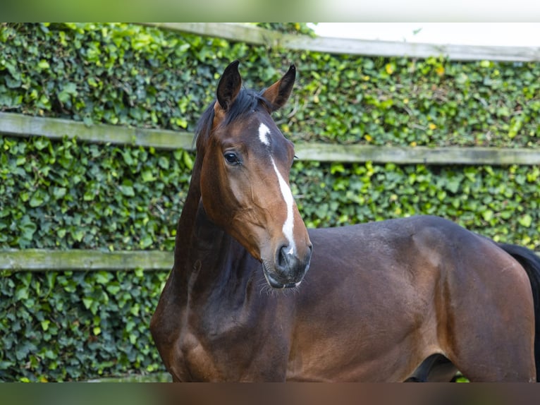 BWP (cheval de sang belge) Étalon 2 Ans 160 cm Bai in Waddinxveen