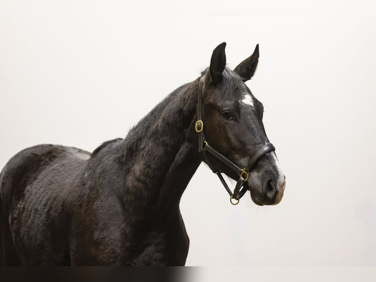 BWP (cheval de sang belge) Étalon 2 Ans 163 cm  in Waddinxveen