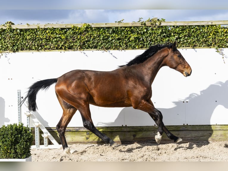 BWP (cheval de sang belge) Étalon 2 Ans 165 cm Bai in Waddinxveen