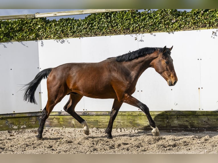 BWP (cheval de sang belge) Étalon 2 Ans 165 cm Bai in Waddinxveen