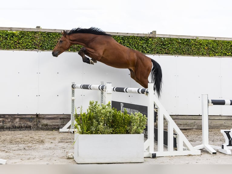 BWP (cheval de sang belge) Étalon 3 Ans 155 cm Bai in Waddinxveen