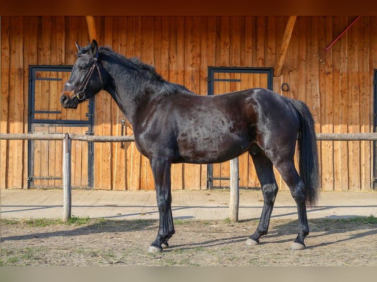 BWP (cheval de sang belge) Étalon 3 Ans 160 cm Bai brun foncé in Ajka
