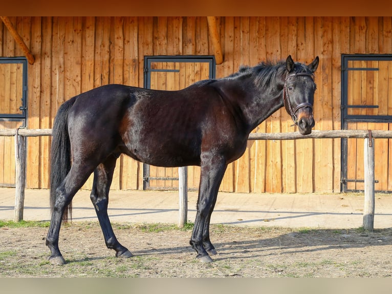BWP (cheval de sang belge) Étalon 3 Ans 160 cm Bai brun foncé in Ajka