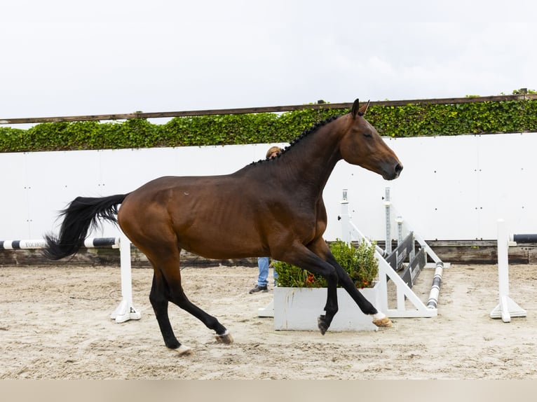 BWP (cheval de sang belge) Étalon 3 Ans 162 cm Bai in Waddinxveen