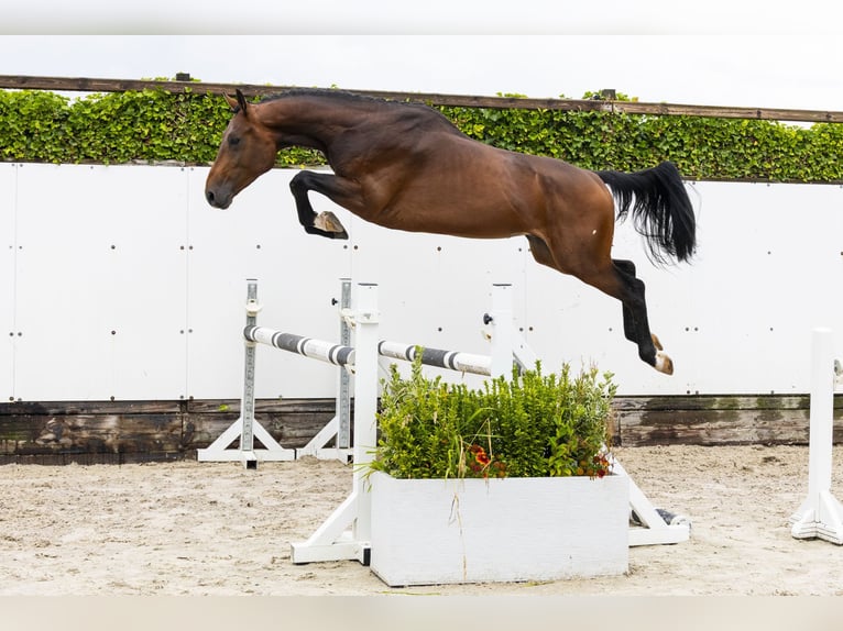 BWP (cheval de sang belge) Étalon 3 Ans 162 cm Bai in Waddinxveen