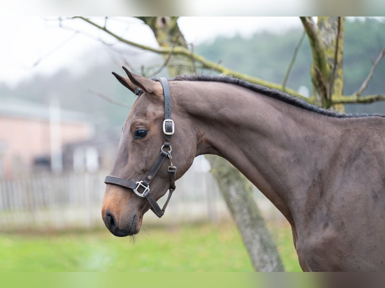 BWP (cheval de sang belge) Étalon 3 Ans 164 cm Bai brun in Wijchmaal