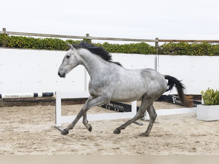 BWP (cheval de sang belge) Étalon 3 Ans 164 cm  in Waddinxveen