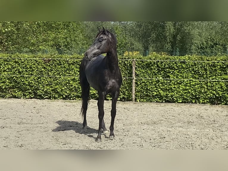 BWP (cheval de sang belge) Étalon 3 Ans 164 cm Gris in Oosterzele