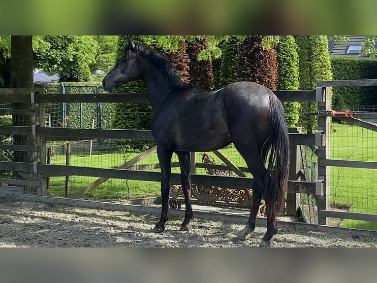 BWP (cheval de sang belge) Étalon 3 Ans 164 cm Gris in Oosterzele