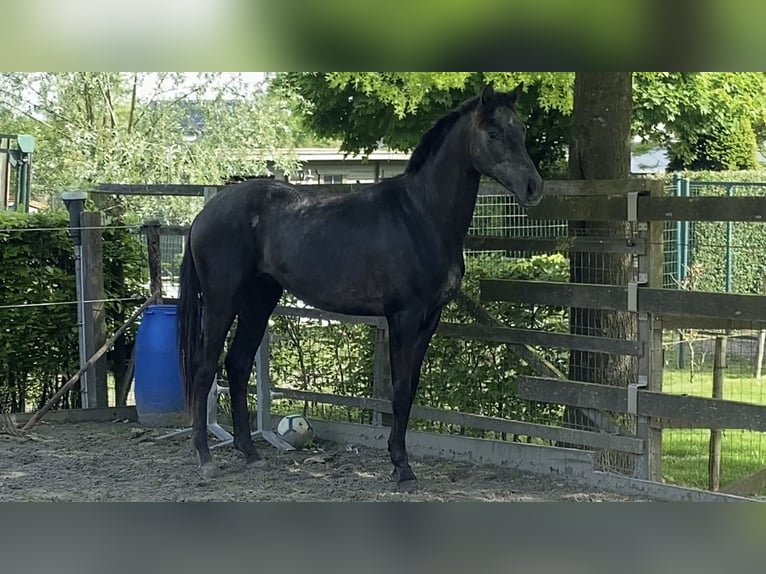 BWP (cheval de sang belge) Étalon 3 Ans 164 cm Gris in Oosterzele
