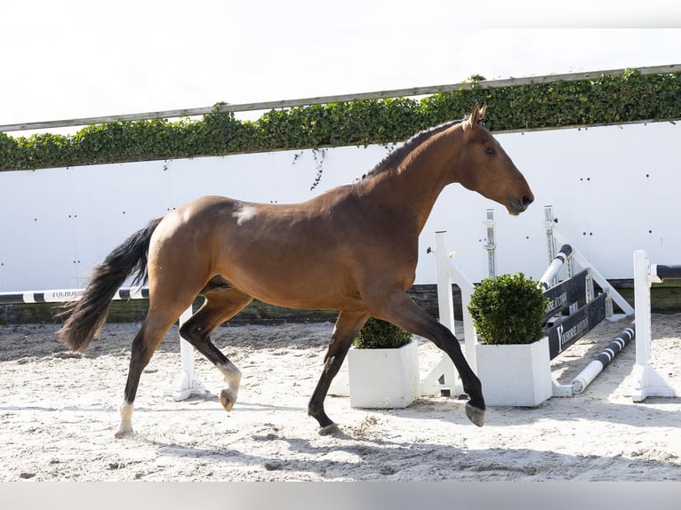 BWP (cheval de sang belge) Étalon 3 Ans 166 cm Bai in Waddinxveen