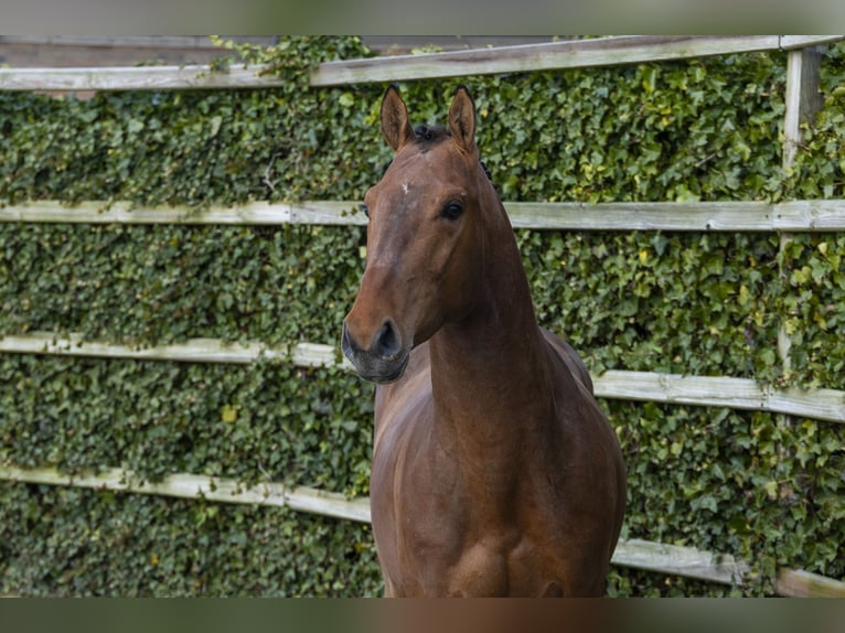 BWP (cheval de sang belge) Étalon 3 Ans 166 cm Bai in Waddinxveen