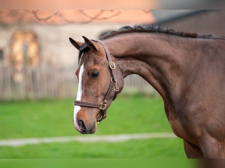 BWP (cheval de sang belge) Étalon 3 Ans 168 cm  in GROTE-BROGEL