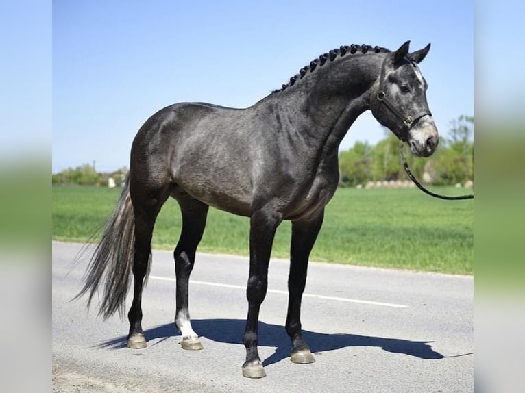 BWP (cheval de sang belge) Étalon 3 Ans 168 cm Gris in Szarvas