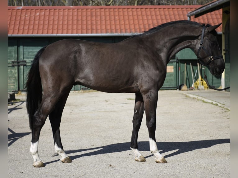 BWP (cheval de sang belge) Étalon 3 Ans 168 cm Noir in Murska Soboda