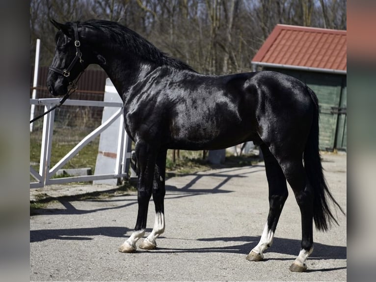 BWP (cheval de sang belge) Étalon 3 Ans 168 cm Noir in Murska Soboda