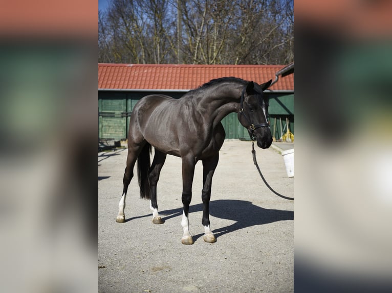 BWP (cheval de sang belge) Étalon 3 Ans 168 cm Noir in Murska Soboda