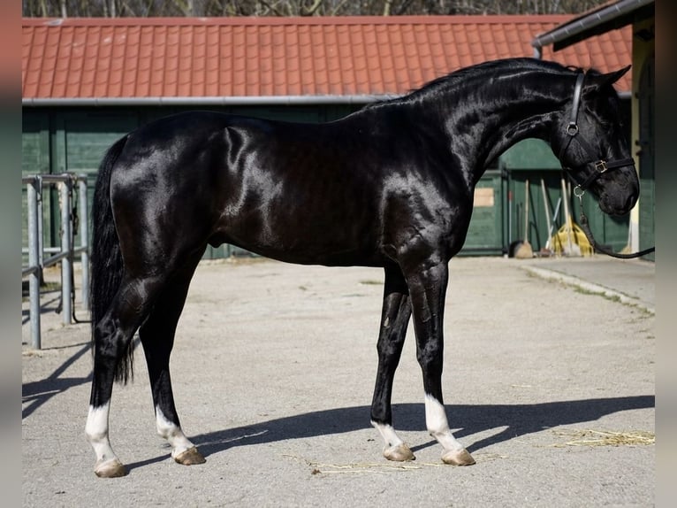 BWP (cheval de sang belge) Étalon 3 Ans 168 cm Noir in Murska Soboda