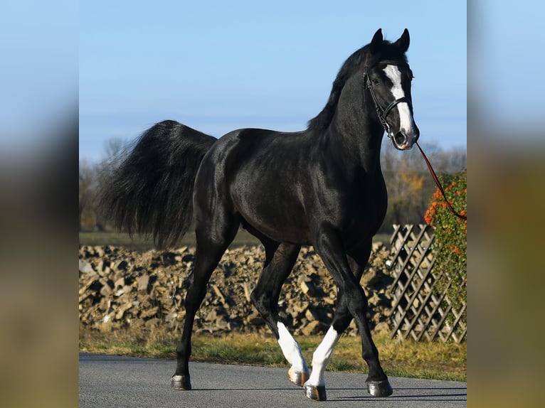 BWP (cheval de sang belge) Étalon 3 Ans 169 cm Noir in Gyula