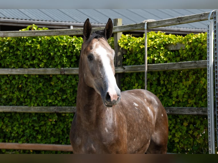 BWP (cheval de sang belge) Étalon 3 Ans 170 cm Gris in Waddinxveen