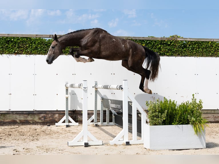 BWP (cheval de sang belge) Étalon 3 Ans 170 cm Gris in Waddinxveen