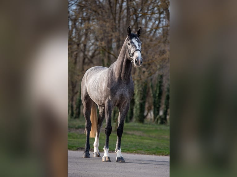 BWP (cheval de sang belge) Étalon 3 Ans 173 cm  in Békéscsaba