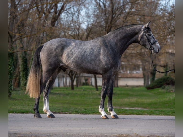 BWP (cheval de sang belge) Étalon 3 Ans 173 cm  in Békéscsaba