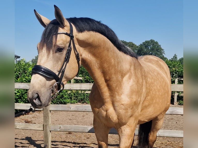 BWP (cheval de sang belge) Étalon 3 Ans Buckskin in Den Ham