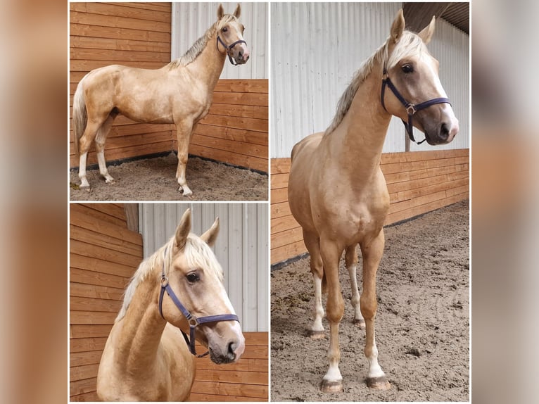 BWP (cheval de sang belge) Étalon 3 Ans Palomino in Den Ham BWP (cheval de sang belge) Étalon 3 Ans Palomino in Den Ham