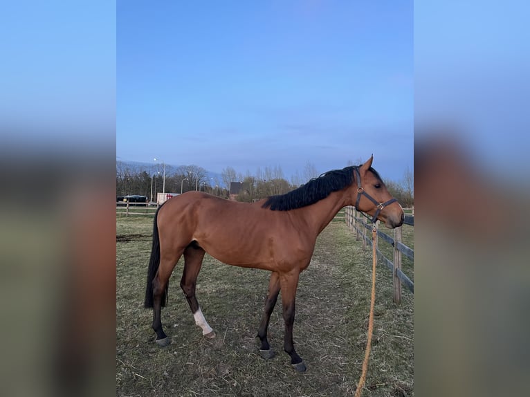 BWP (cheval de sang belge) Étalon 4 Ans 163 cm Bai in Belsele