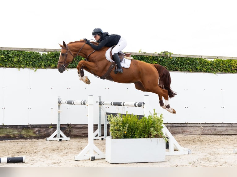 BWP (cheval de sang belge) Étalon 4 Ans 165 cm Alezan in Waddinxveen BWP (cheval de sang belge) Étalon 4 Ans 165 cm Alezan in Waddinxveen