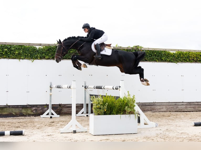 BWP (cheval de sang belge) Étalon 4 Ans 167 cm Bai brun in Waddinxveen