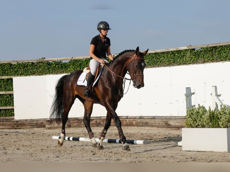 BWP (cheval de sang belge) Étalon 4 Ans 170 cm Bai brun in Waddinxveen
