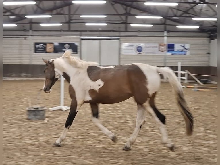 BWP (cheval de sang belge) Étalon 4 Ans Pinto in Fritz-Reuter-Straße