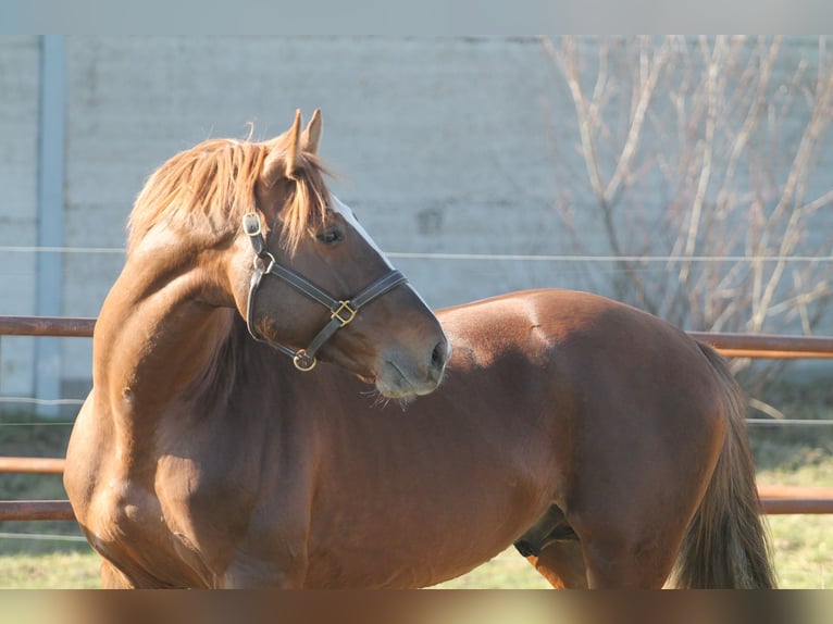 BWP (cheval de sang belge) Étalon 8 Ans 170 cm Alezan in Gniezno