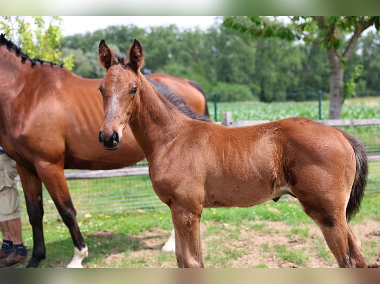 BWP (cheval de sang belge) Étalon  129 cm Bai in Ronse