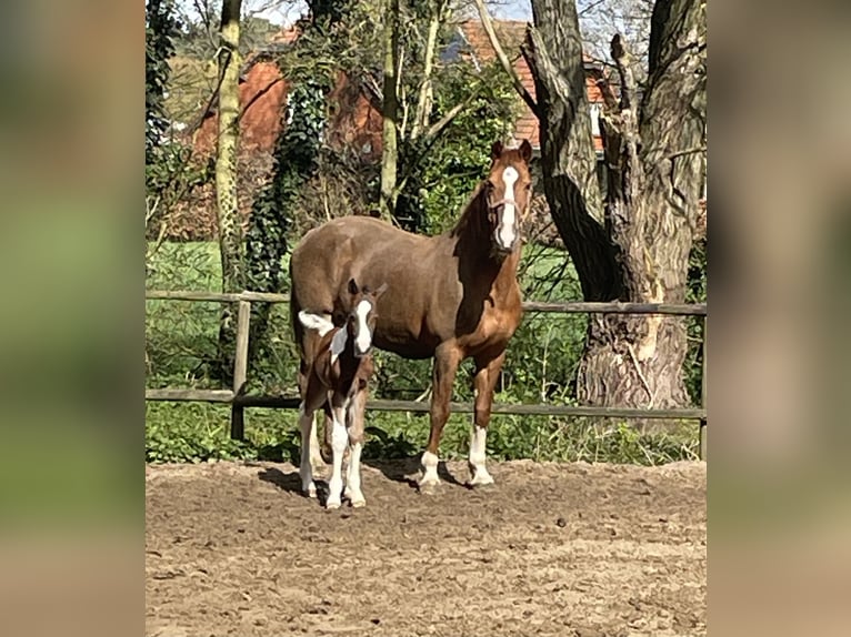 BWP (cheval de sang belge) Croisé Étalon Poulain (03/2026) 155 cm Pinto in Wechelderzande