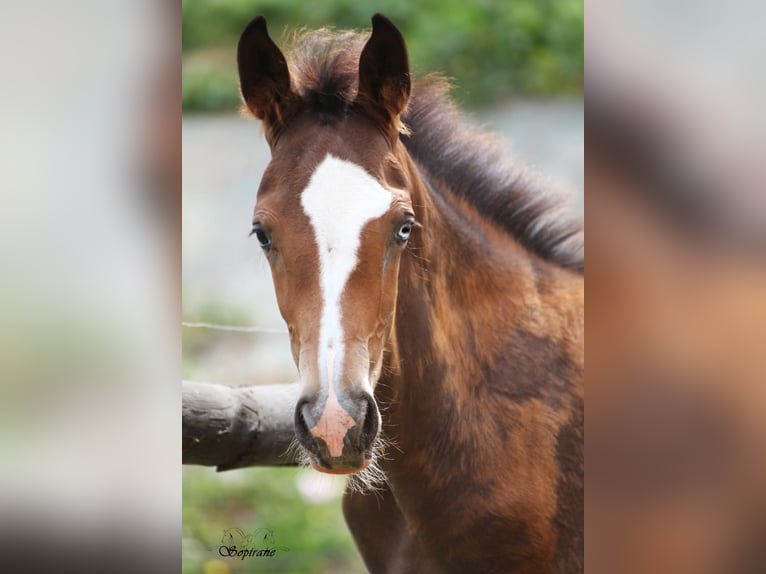 BWP (cheval de sang belge) Étalon Poulain (05/2026) 170 cm Bai brun foncé in Vigneux-Hocquet