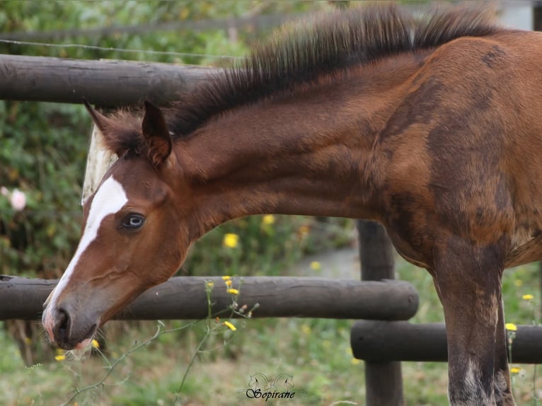 BWP (cheval de sang belge) Étalon Poulain (05/2026) 170 cm Bai brun foncé in Vigneux-Hocquet
