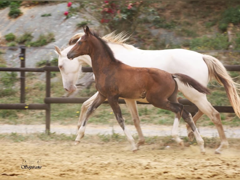 BWP (cheval de sang belge) Étalon Poulain (05/2026) 170 cm Bai brun foncé in Vigneux-Hocquet