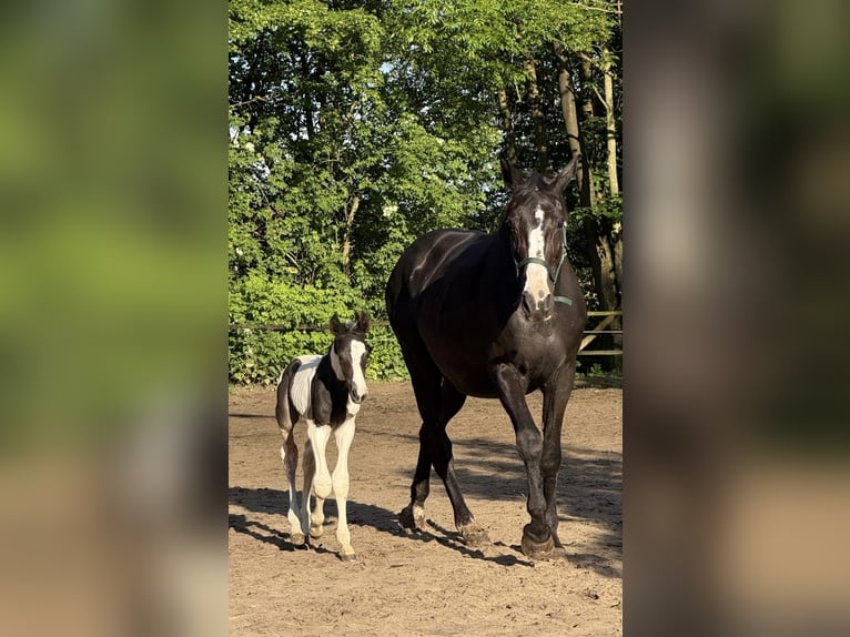 BWP (cheval de sang belge) Étalon Poulain (05/2026) 170 cm Pinto in VoorburgWechelderzande
