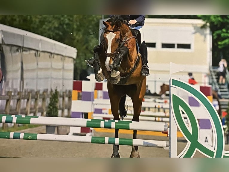 BWP (cheval de sang belge) Étalon Poulain (05/2025) 175 cm Bai in Sint-pauwels