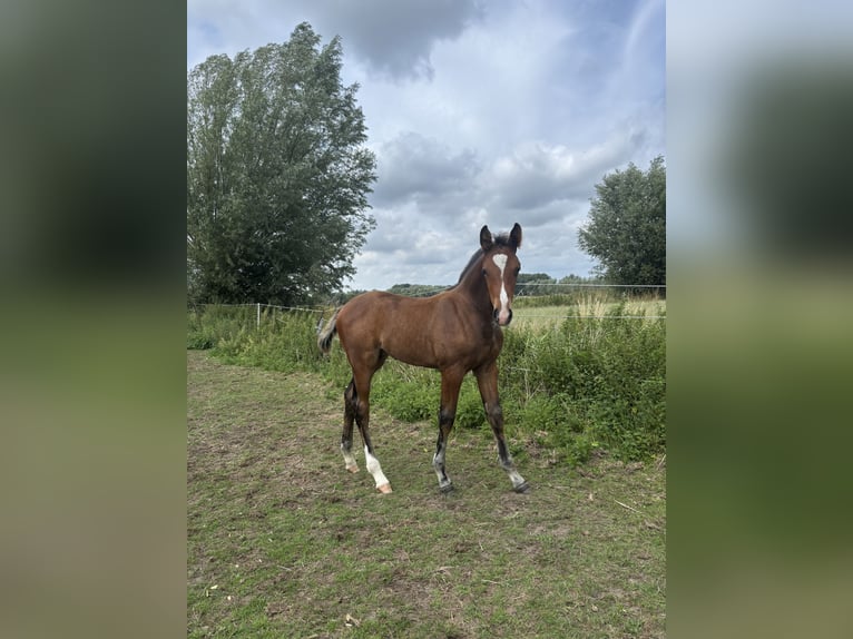 BWP (cheval de sang belge) Étalon Poulain (05/2025) 175 cm Bai in Sint-pauwels