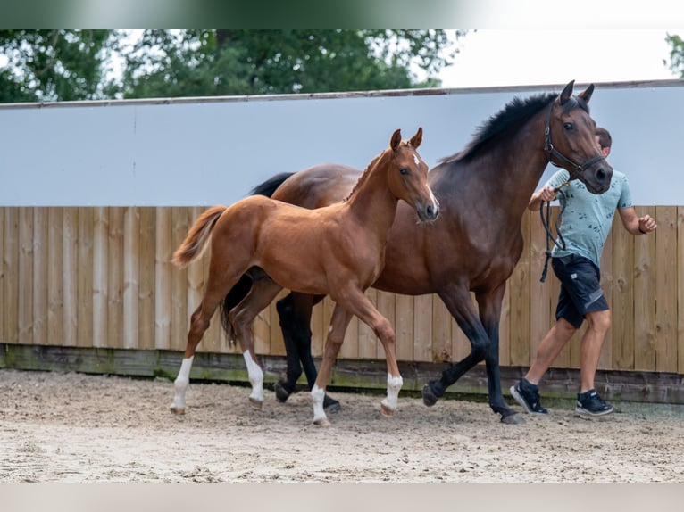 BWP (cheval de sang belge) Étalon Poulain (04/2025) Alezan in GROTE-BROGEL
