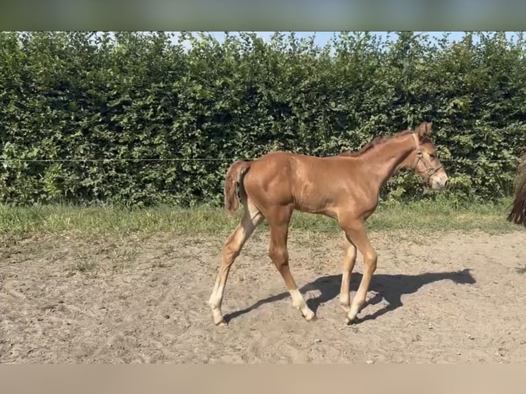 BWP (cheval de sang belge) Étalon Poulain (06/2026) Alezan in Zele