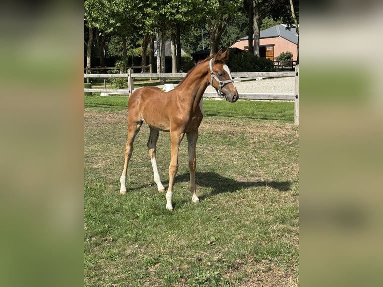 BWP (cheval de sang belge) Étalon Poulain (06/2025) Alezan in Gestel Berlaar